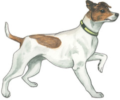 Derby, Jack Russell Terrier
